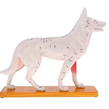 Анатомичен кучешки модел Акупунктура Анатомия Акупунктура Точков модел на тялото на кучето със 72 акупунктурни точки Модел на изследване